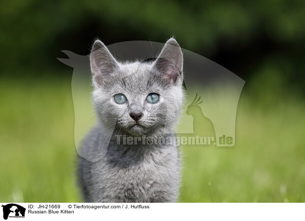 Russian Blue Kitten / JH-21669