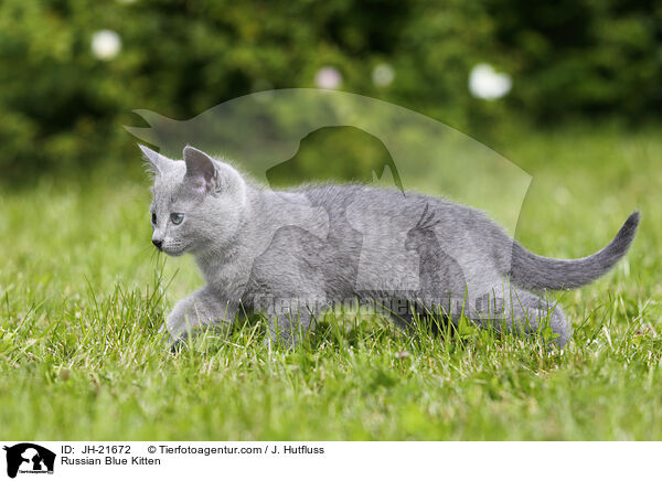 Russian Blue Kitten / JH-21672
