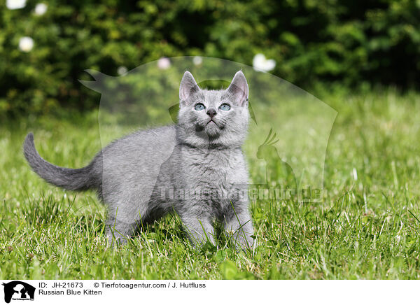 Russian Blue Kitten / JH-21673