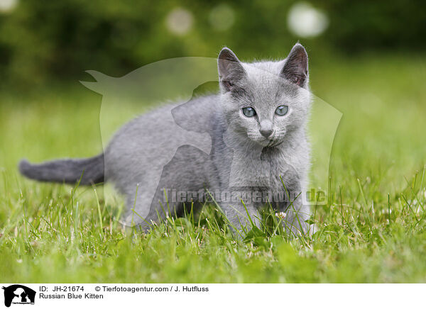 Russian Blue Kitten / JH-21674