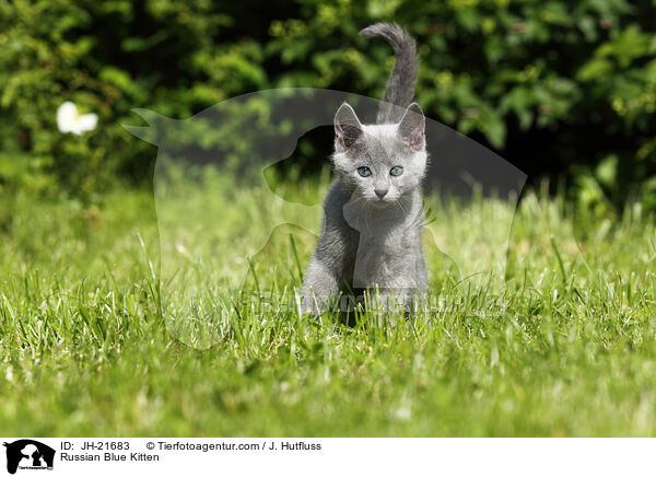 Russian Blue Kitten / JH-21683