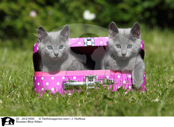 Russian Blue Kitten / JH-21690