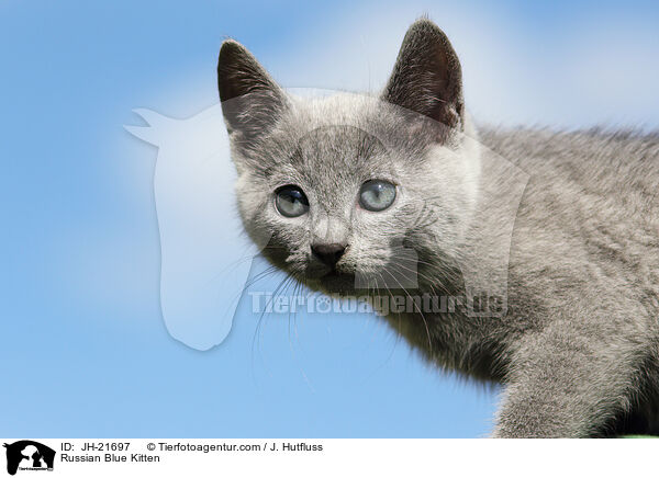 Russian Blue Kitten / JH-21697