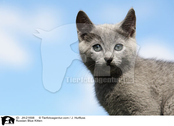 Russian Blue Kitten / JH-21698
