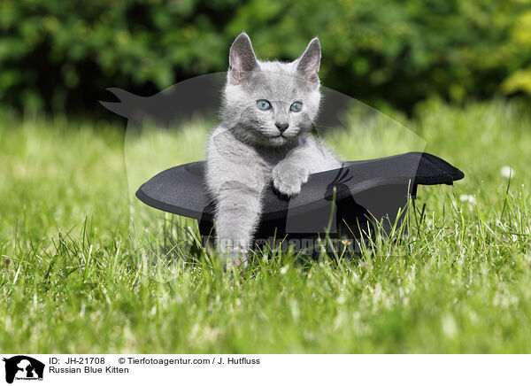 Russisch Blau Ktzchen / Russian Blue Kitten / JH-21708
