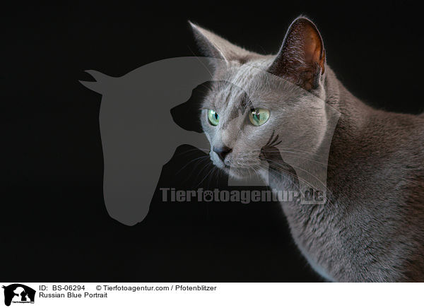 Russisch Blau Portrait / Russian Blue Portrait / BS-06294