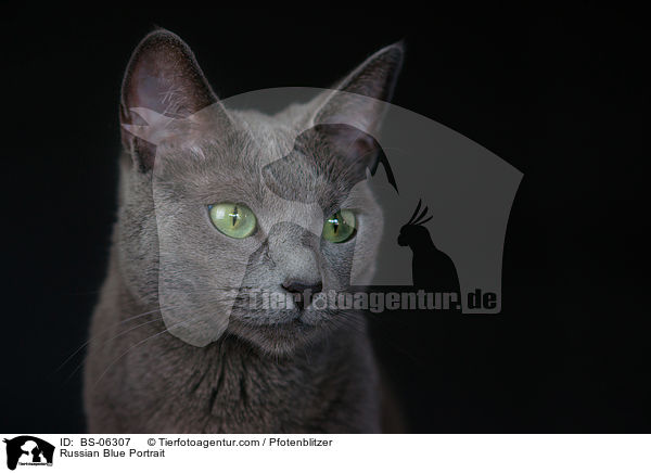 Russisch Blau Portrait / Russian Blue Portrait / BS-06307