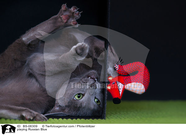 spielende Russisch Blau / playing Russian Blue / BS-06309
