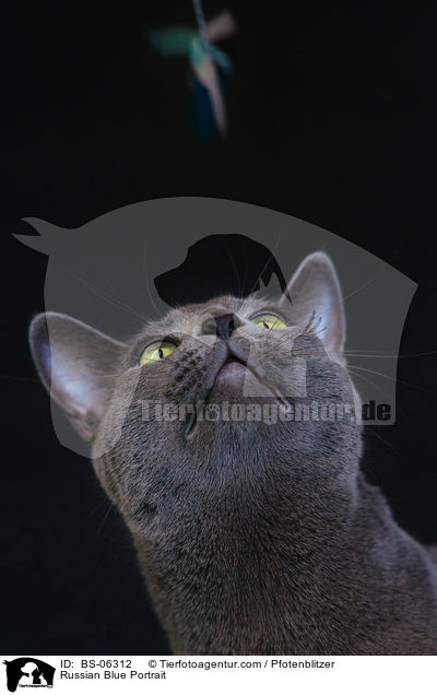 Russisch Blau Portrait / Russian Blue Portrait / BS-06312
