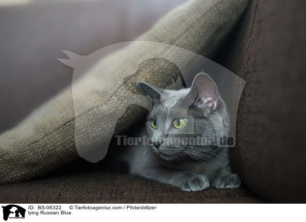 liegende Russisch Blau / lying Russian Blue / BS-06322