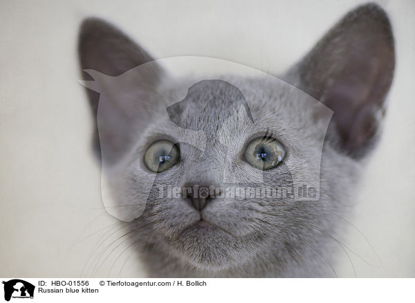 Russian blue kitten / HBO-01556