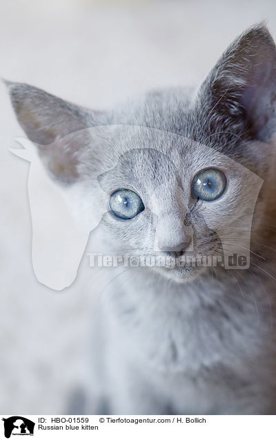 Russian blue kitten / HBO-01559