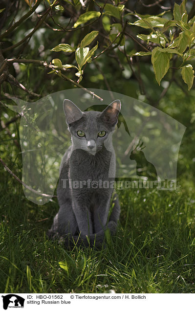 sitting Russian blue / HBO-01562