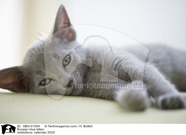 Russian blue kitten / HBO-01564