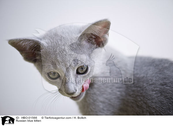 Russisch Blau Ktzchen / Russian blue kitten / HBO-01566