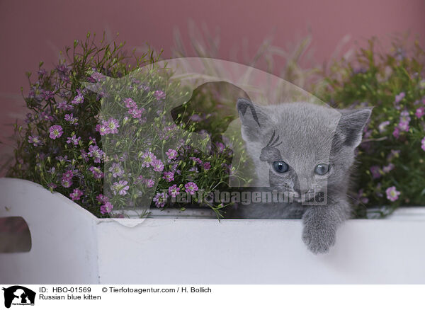 Russisch Blau Ktzchen / Russian blue kitten / HBO-01569