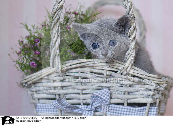 Russian blue kitten / HBO-01570