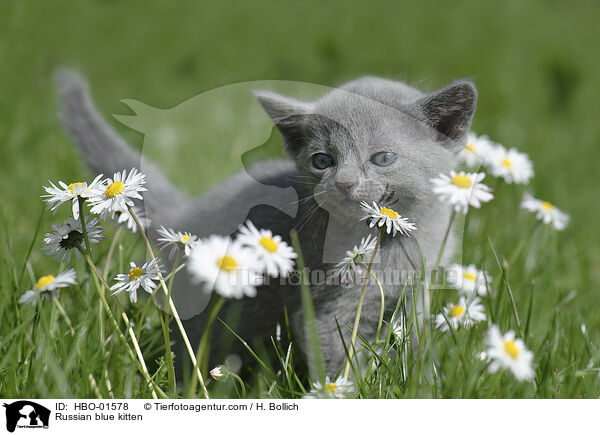 Russian blue kitten / HBO-01578
