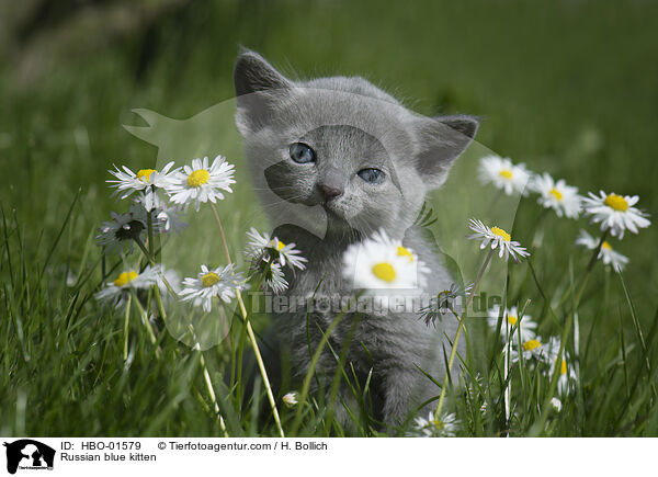 Russian blue kitten / HBO-01579