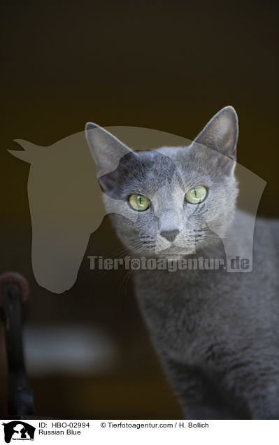 Russian Blue / HBO-02994