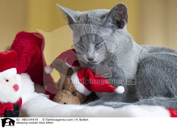 schlafendes Russisch Blau Ktzchen / sleeping russian blue kitten / HBO-04419