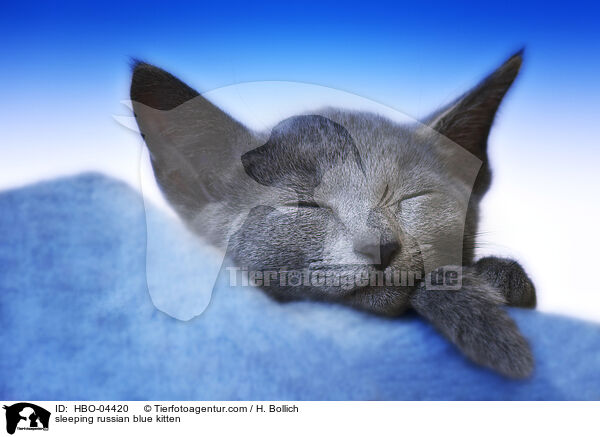 sleeping russian blue kitten / HBO-04420