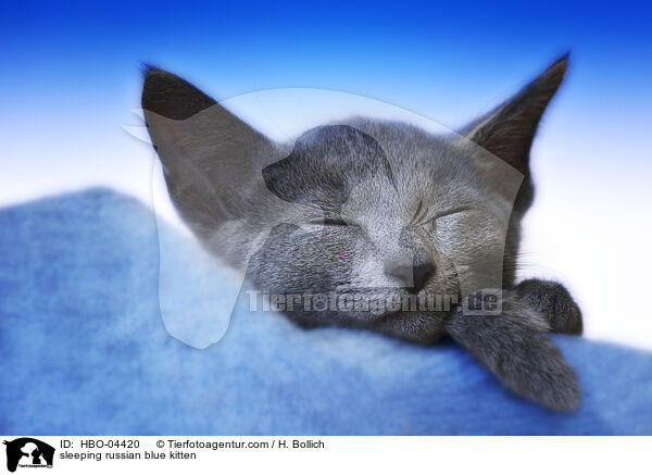 schlafendes Russisch Blau Ktzchen / sleeping russian blue kitten / HBO-04420