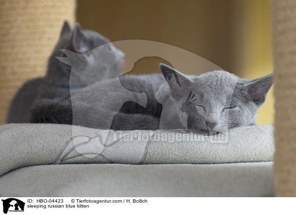 sleeping russian blue kitten / HBO-04423