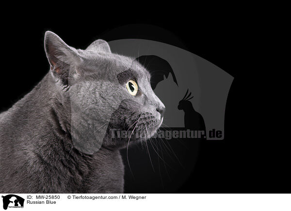 Russisch Blau / Russian Blue / MW-25850