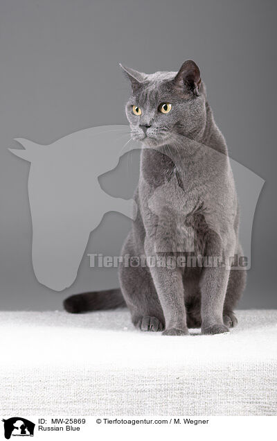 Russian Blue / MW-25869