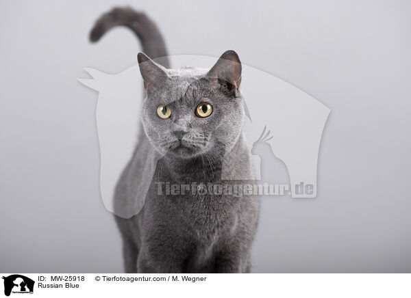 Russian Blue / MW-25918