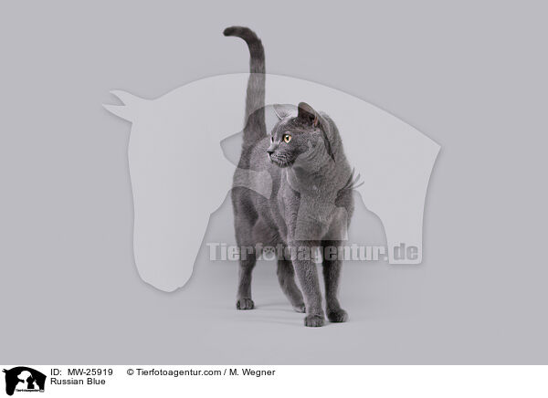 Russian Blue / MW-25919