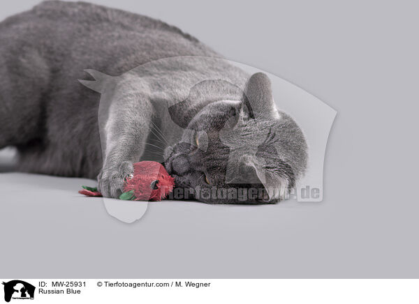 Russian Blue / MW-25931