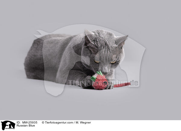 Russisch Blau / Russian Blue / MW-25935