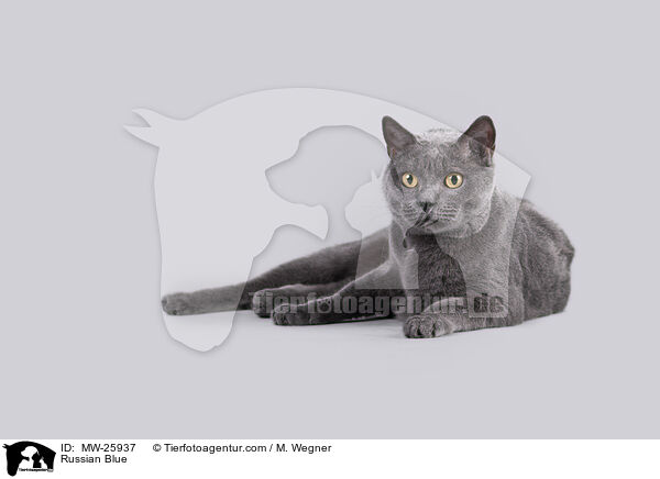 Russisch Blau / Russian Blue / MW-25937