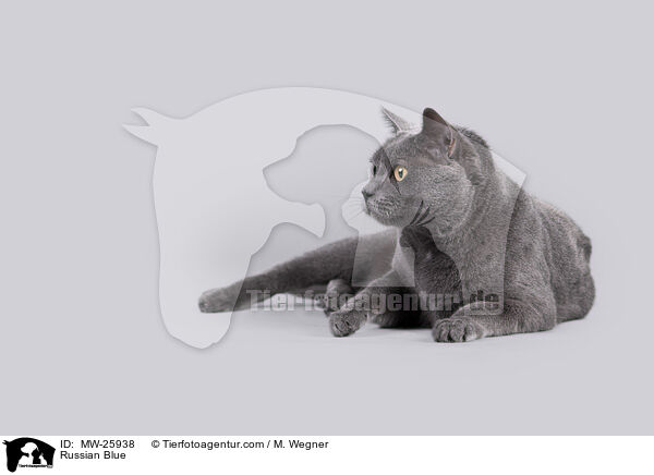 Russisch Blau / Russian Blue / MW-25938