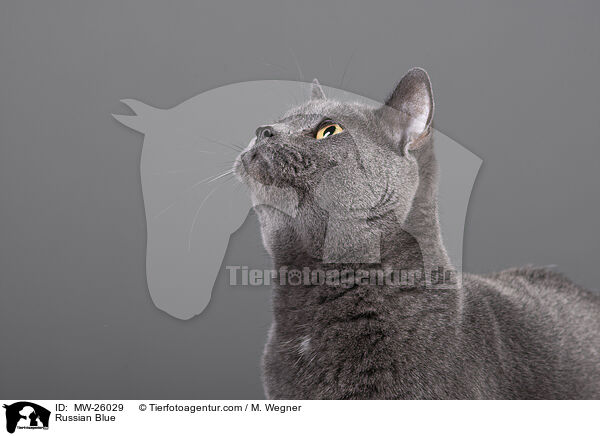Russisch Blau / Russian Blue / MW-26029