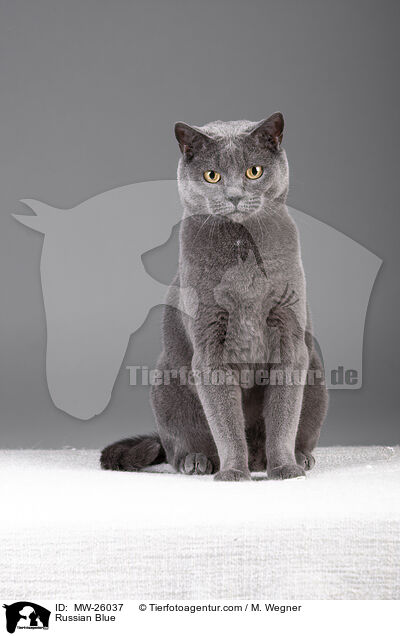 Russisch Blau / Russian Blue / MW-26037