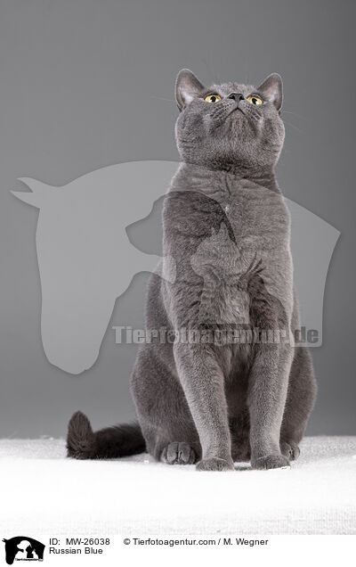 Russisch Blau / Russian Blue / MW-26038