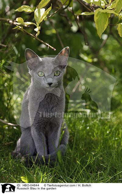 Russisch Blau im Garten / Russisch Blau in the garden / HBO-04644