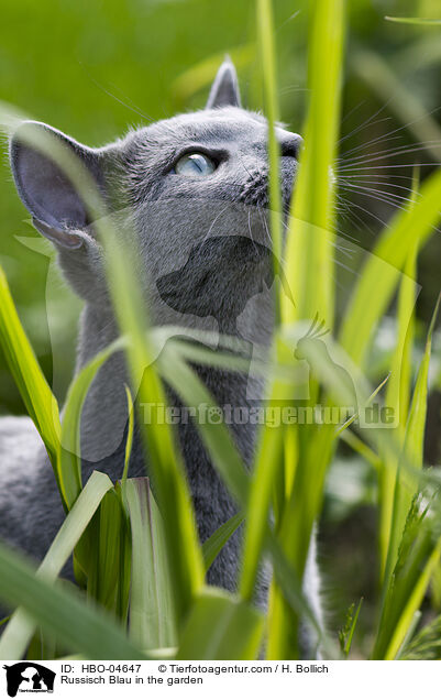 Russisch Blau im Garten / Russisch Blau in the garden / HBO-04647