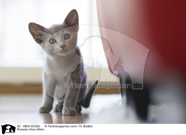 Russisch Blau Ktzchen / Russian blue kitten / HBO-05382
