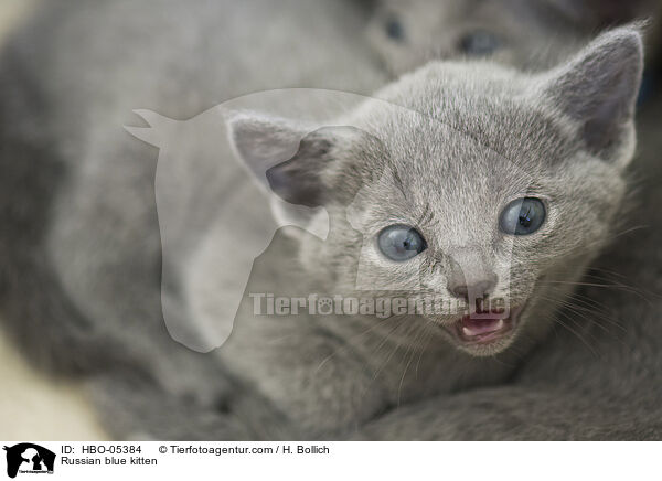 Russian blue kitten / HBO-05384