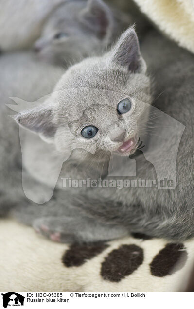 Russisch Blau Ktzchen / Russian blue kitten / HBO-05385