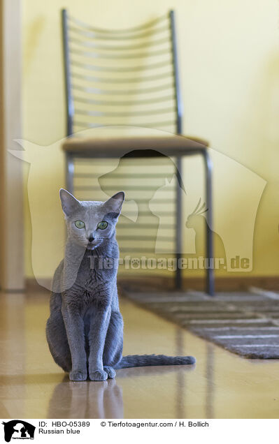Russisch Blau / Russian blue / HBO-05389
