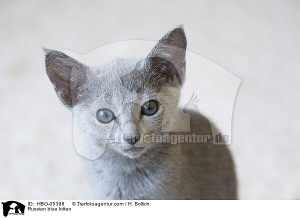 Russisch Blau Ktzchen / Russian blue kitten / HBO-05398