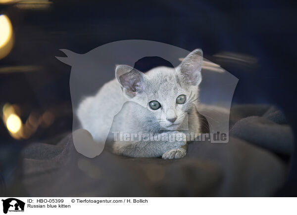Russian blue kitten / HBO-05399
