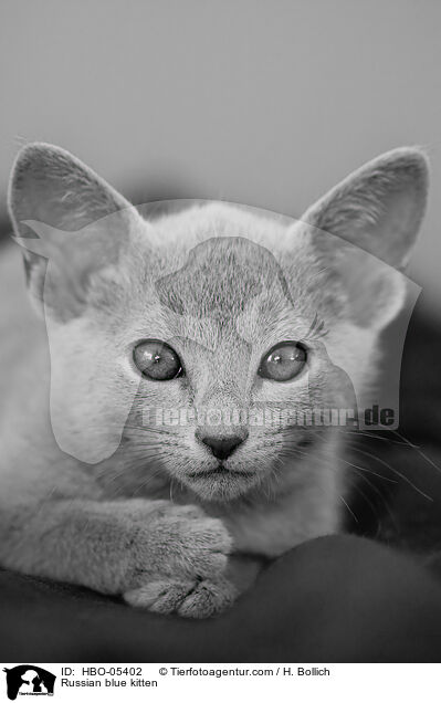 Russisch Blau Ktzchen / Russian blue kitten / HBO-05402