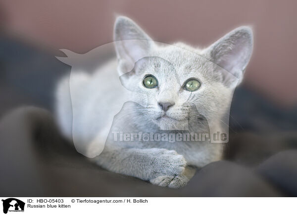 Russisch Blau Ktzchen / Russian blue kitten / HBO-05403