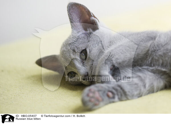 Russisch Blau Ktzchen / Russian blue kitten / HBO-05407